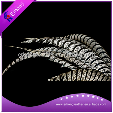 Dyed Ringneck Pheasant Tail Feathers for sale