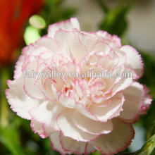 High Germination Rate Top Quality White Carnation Seeds for Growing