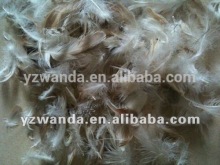 New grey washed 2-4cm duck feathers wholesale