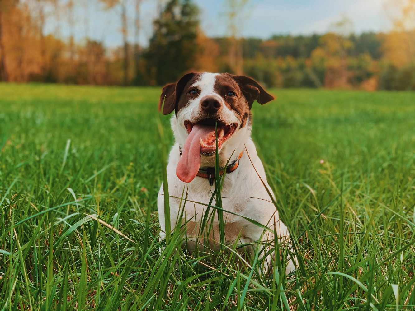 dog in artificial grass