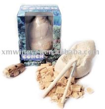 Excavation kit, Small conch