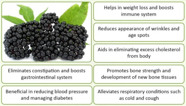 elderberry fruit Extract