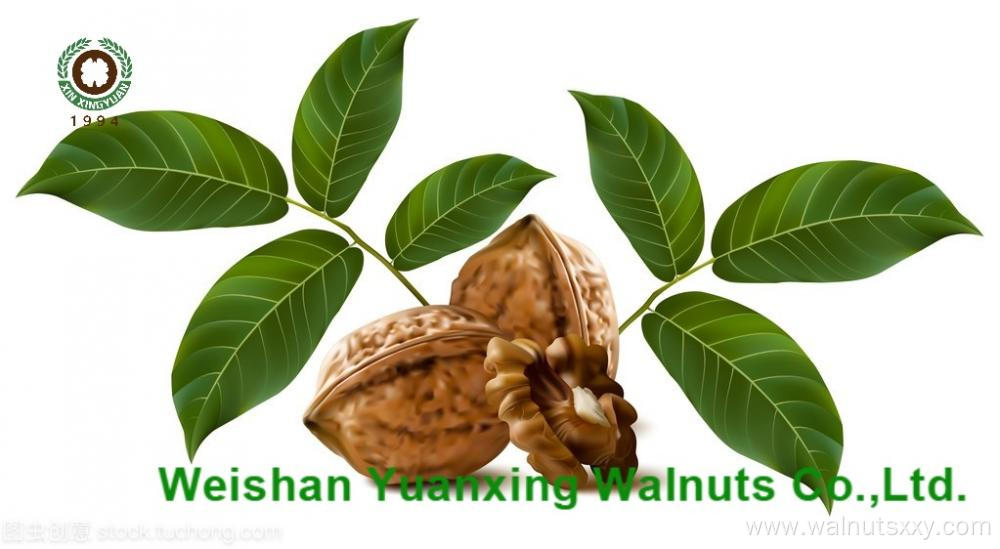 high quality low priced Walnuts Kernels Light Pieces