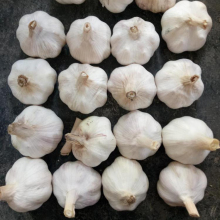 bulk normal white garlic wholesale