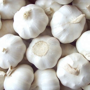 2020 New Crop Chinese White Garlic