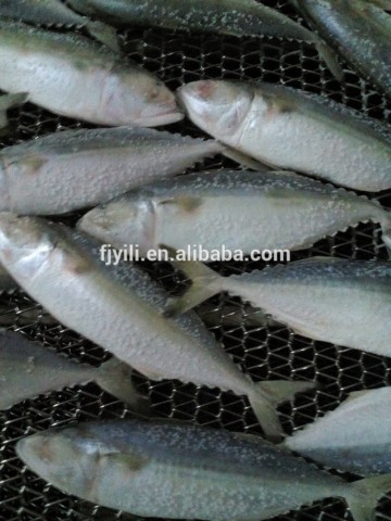 Frozen Indian Mackerel