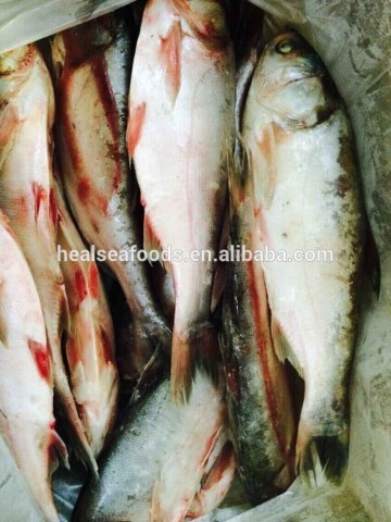 Frozen silver carp/Asian carp 1000-2000g