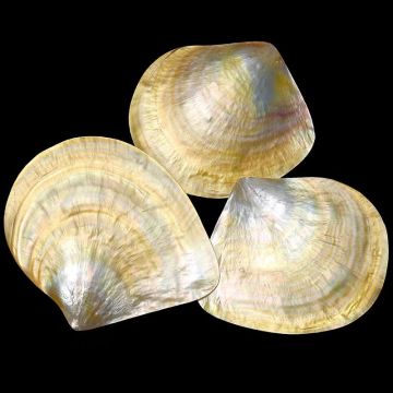 Wholesale Natural Mother of Pearl Sea Shell Polished Yellow Lip MOP Shell