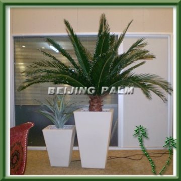 2.5m preserved date palm tree with lighted pot