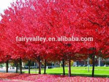 Acer rubrum /Chinese Maple /Acerpalmatum/Japanese Maple tree seeds for planting