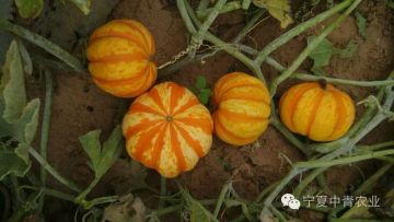 Mini  round orange F1 hybrid pumpkin seeds