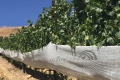 Fruit Zone Netting Systems