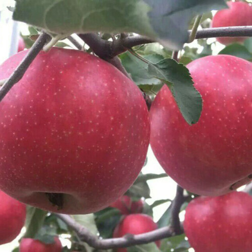 Ningxia xianglu πλούσιο κόκκινο μήλο διατροφής Fuji