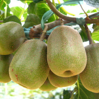 Chinese goosebeery seeds/kiwi tree seeds for growing high economic fruits