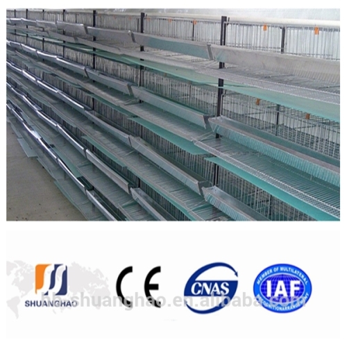 automatic quail layer/laying cages(manufacturer)