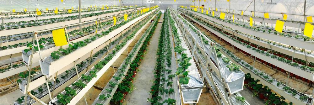 Commercial Strawberry Gully Hydroponics Channel