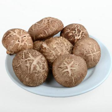 Brown Flower Shiitake Mushroom Best Price