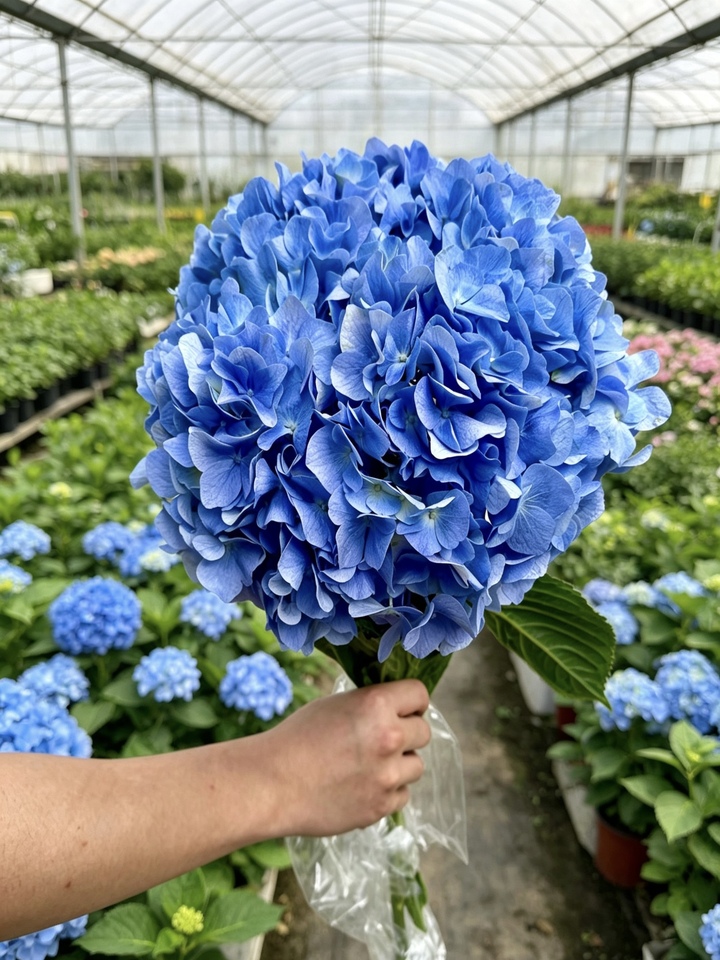 গাঢ় নীল একক হাইড্রেঞ্জা Dark blue single hydrangea