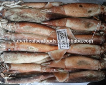 Frozen Illex squid loligo illex Argentina squid