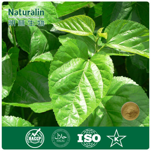 Mulberry Leaves Extract 1-DNJ