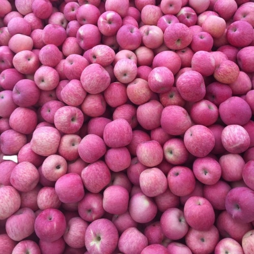 100% Maturity apple  Pome Fruit Product Type fresh apple chinese apple fruit