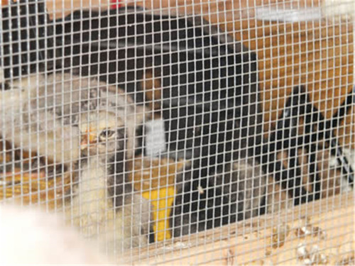 Galvanized Welded Poultry Netting