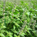 Huiles essentielles Vrac Bon Prix Huile de Nepeta