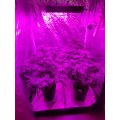 Best LED Horticulture Grow Light for Garden Flowering