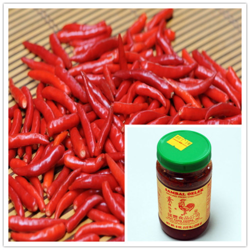 Chili Sauce with High Quality