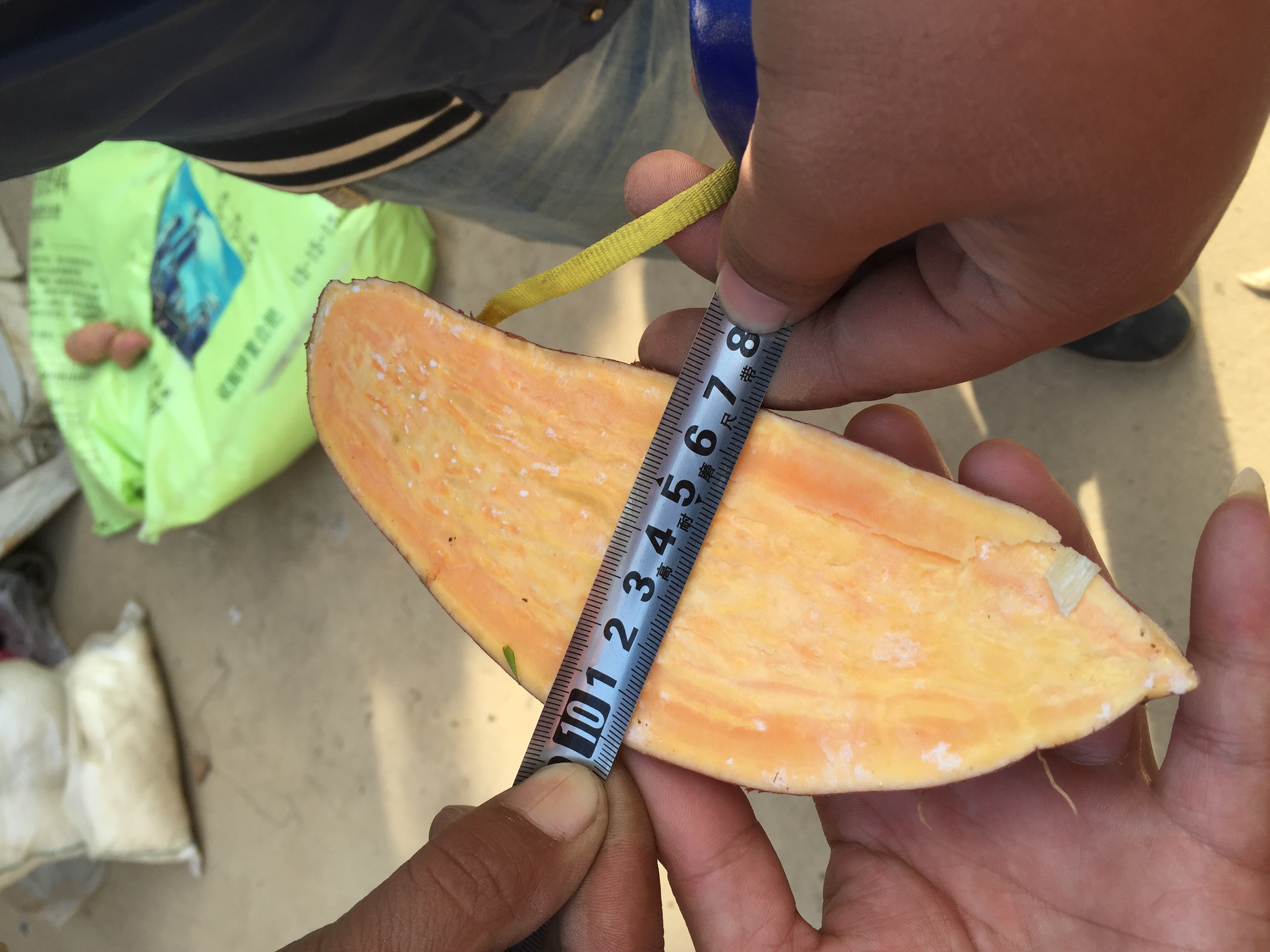 baked sweet potato from china