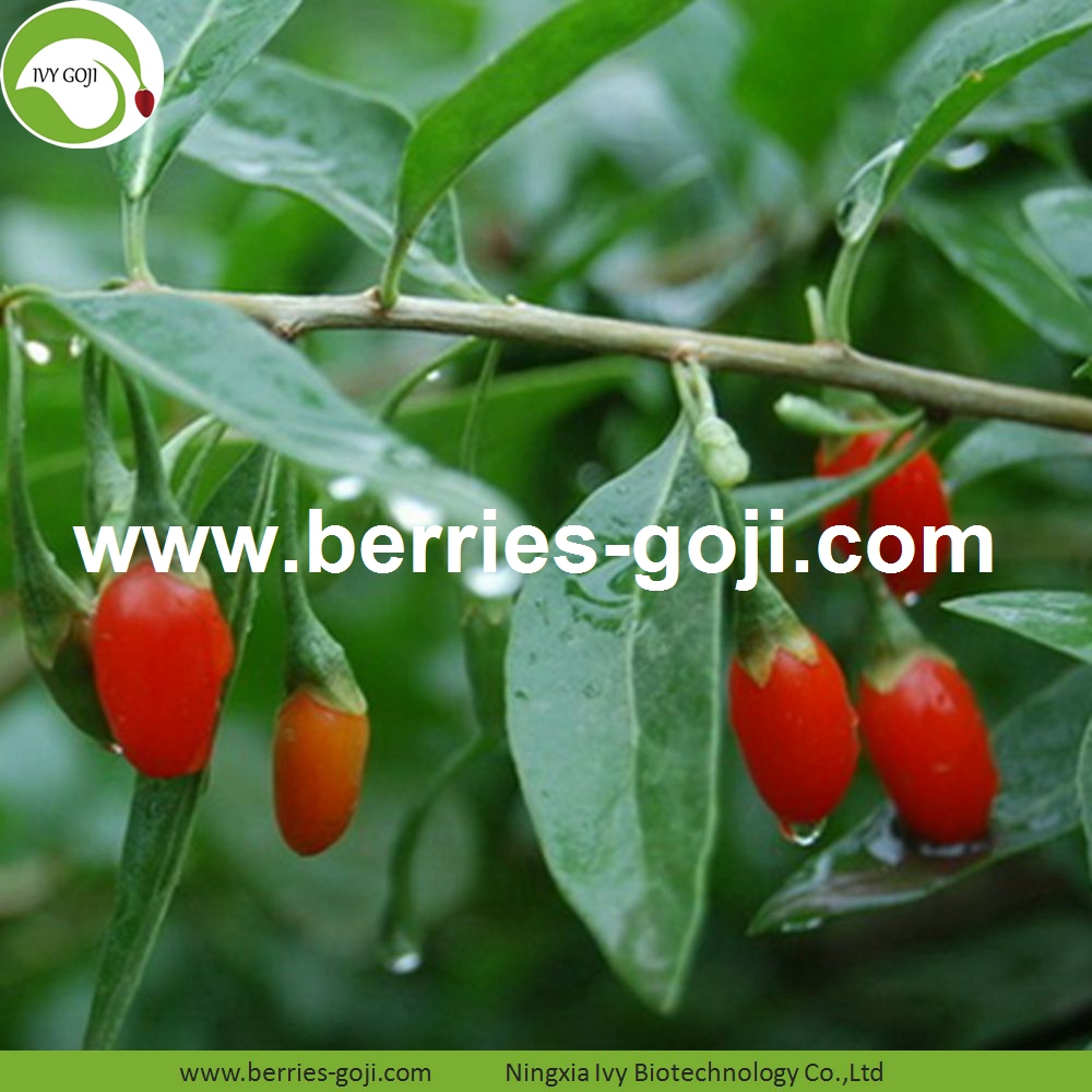 goji berry