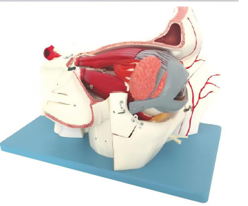 Eye and eye socket with neurovascular amplification mode