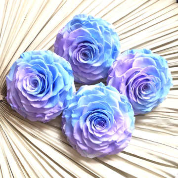 Everlasting Flowers Ecuador Huge Big Preserved Rose - Black Roses Bud for Valentine's Day Gift