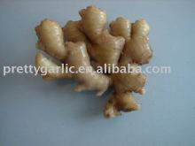 Chinese Fresh Meat Ginger