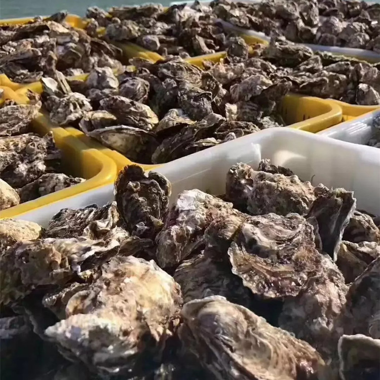 Oyster Powder Oyster Powder