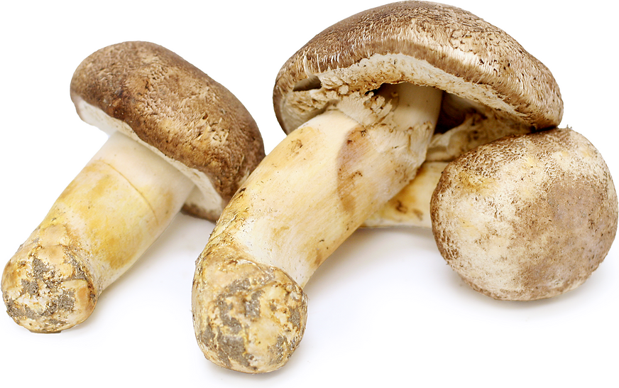 Agaricus Blazei Murill Mushroom 