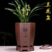 Potenciômetro roxo da orquídea do potenciômetro respirável da planta da planta