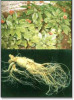 Professional manufacture supply natural Ginseng P.E