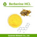 Cortex Phellodendri Extrait Berberine HCL 97% Poudre