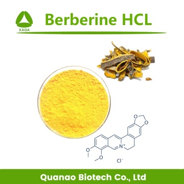 Extrato de Cortex Phellodendri Berberine HCL 97% em pó