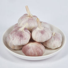Fresh Harvest White Garlic Delivered Direct
