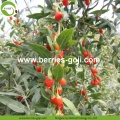 Wholesale Super Food Improve Eyesight Malaysia Goji