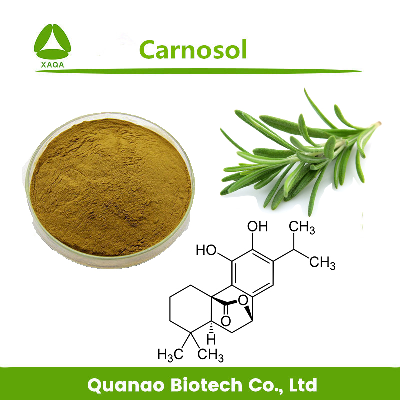 Extrait de feuilles de romarin salviol / poudre de carnosol 8% -98%