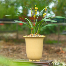 Pequeñas ollas de terracota de orquídeas.