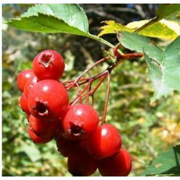 유기 초본 추출물 HAWTHORN BERRY PEBENIFITS