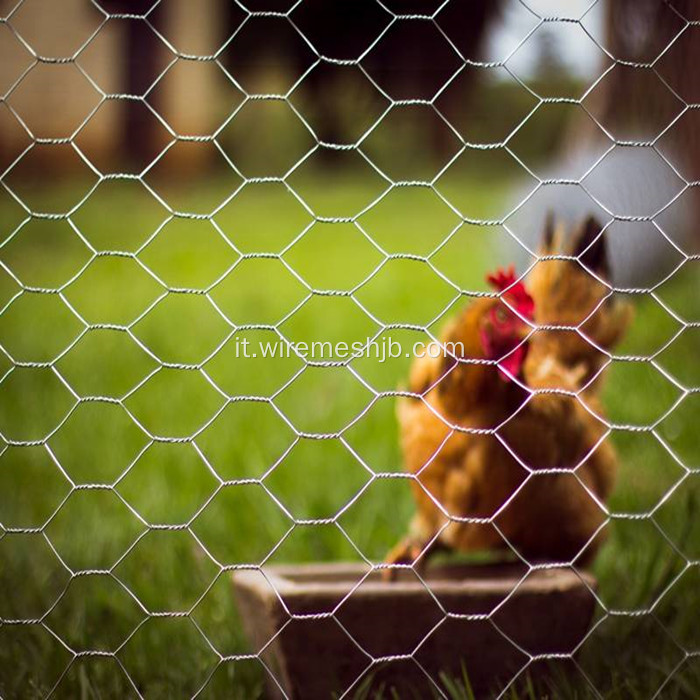 Maglia esagonale del bestiame del pollo