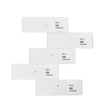 Mitosis Slides Set - Onion Root Tip 5pcs - FRT1001 - Plant Genetics and Biology