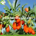 Factory Wholesale Low Sugar Diet Wolfberries