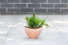 Whimsical Curved Novelty Planter