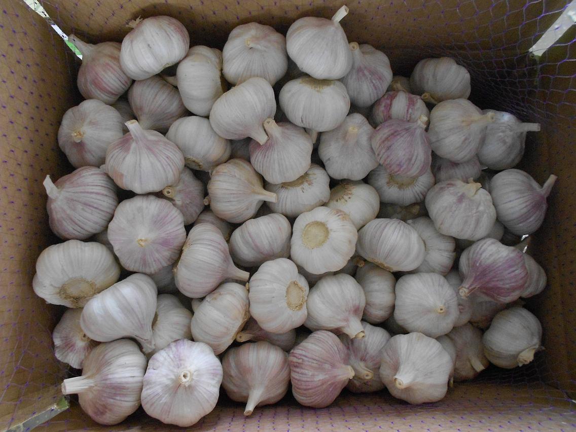 normal white garlic 5.0cm 